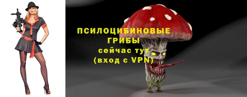 Псилоцибиновые грибы Psilocybe  цена   Георгиевск 